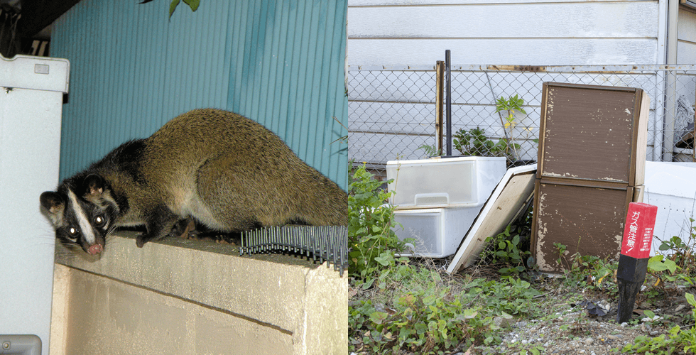 ハクビシンなどが住み着いたり、不法投棄が起きる空き家のイメージ